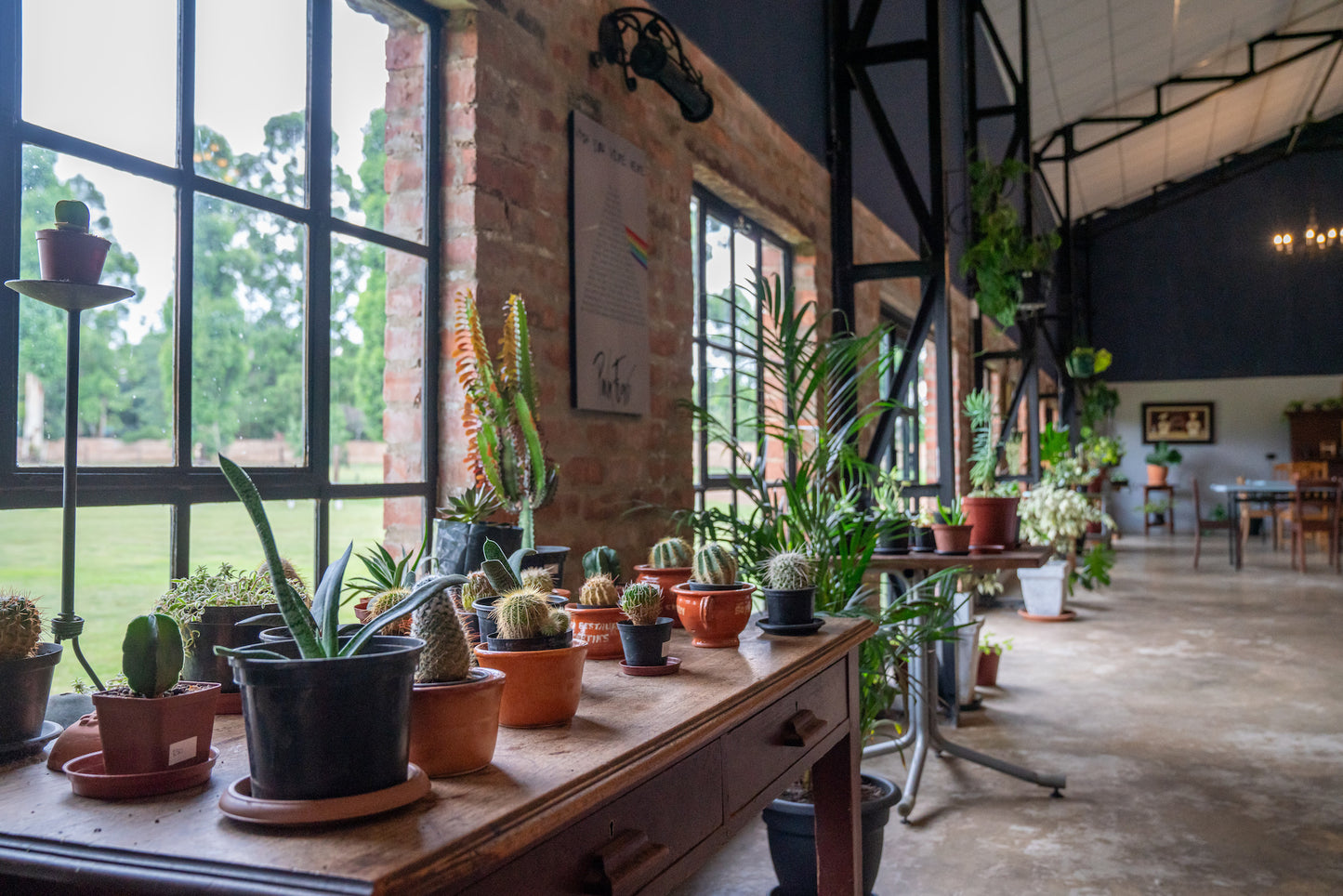 A collection of Cactus